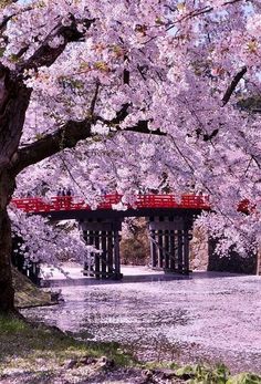 the bridge is covered in pink flowers and red benches