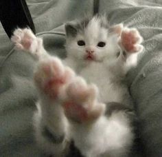 a small kitten sitting on top of a bed with its paws up in the air