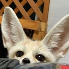 a close up of a small dog with ears sticking out and looking at the camera