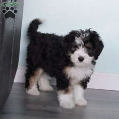 a small black and white dog standing next to a door