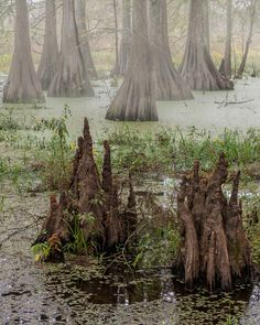 several trees that are in the water with some plants growing out of it's roots