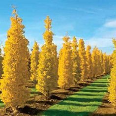 a row of trees with yellow leaves in the foreground and blue sky in the background