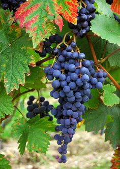 bunches of grapes hang from the vine in an outdoor area with leaves and dirt