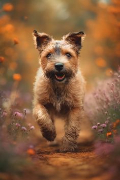 a small brown dog running down a dirt road next to purple and orange wildflowers