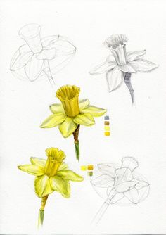 three different types of flowers are shown in this drawing class photo provided by the artist