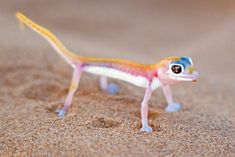 a toy gecko is standing on the sand