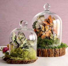 two glass cloches with butterflies on them