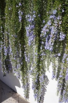 purple flowers growing on the side of a building