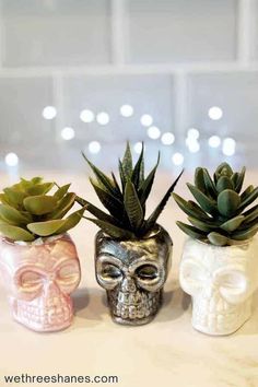 three skulls with succulents in them are sitting on a table next to each other