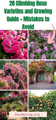 different types of flowers that are growing on the side of a building with text reading 28 climbing rose varieties and growing guide