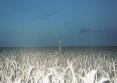 a person standing in the middle of a wheat field