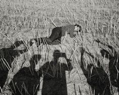 a person laying in the middle of a field with their shadow on the ground next to them