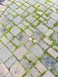 an old brick walkway with grass growing on it