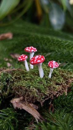 three red mushrooms sitting on top of green moss