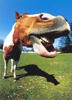 a horse with its mouth open and it's tongue out