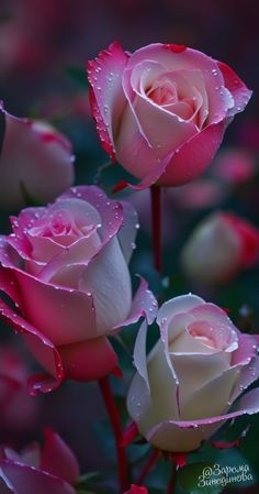 three pink and white roses with water droplets on their petals, in the foreground