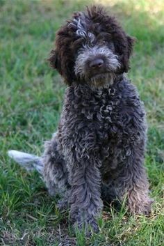 a brown and black dog sitting in the grass