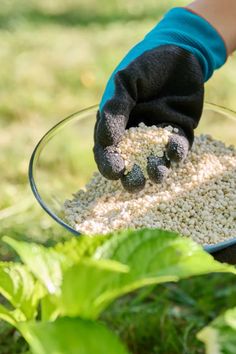 Watering Hydrangeas, Fall Hydrangea, Hydrangea Bush, Hydrangea Care, Growing Hydrangeas, Hydrangea Not Blooming