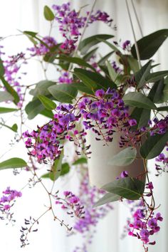 purple flowers in a white vase hanging from the ceiling