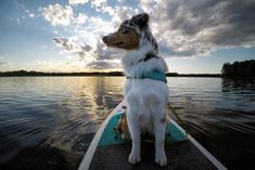 a dog sitting on top of a surfboard in the water with clouds above it