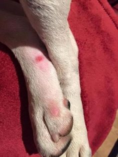 a white dog with red spots on it's leg