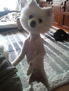 a small white dog standing on its hind legs