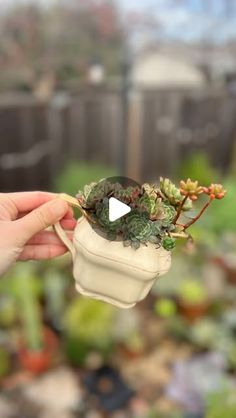 a person is holding a small potted plant in their hand with the video showing it