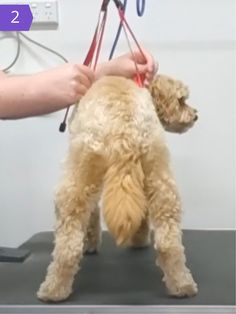 a small dog is being held by a person with scissors in it's mouth