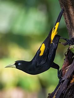 a bird with yellow and black markings on its body standing next to a tree trunk