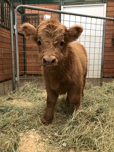 a baby cow standing in hay next to a metal fence and brick wall with the caption,'i have my own face book page bugley the highland cow '