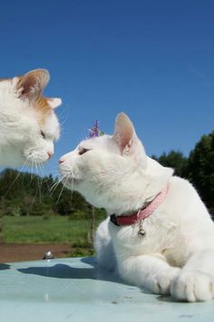 two cats are sitting on the hood of a car and one is touching it's face