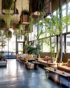 a large room with couches and plants hanging from the ceiling