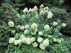 a large green bush with white flowers in the middle