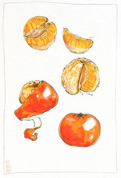 a drawing of oranges and tomatoes on a white background