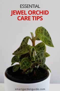 a small potted plant with the words essential jewel orchid care tips in red text