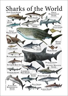 sharks of the world are shown in this poster