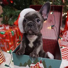 a small dog sitting in a christmas present box