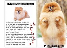 a pomeranian dog standing on its hind legs with his paws up in the air and poem written below