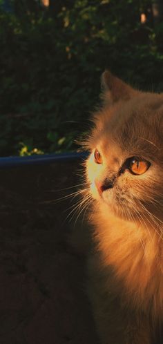 a close up of a cat looking off into the distance with trees in the background