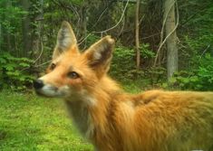 a close up of a dog in the grass near trees