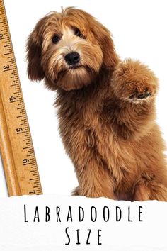 a brown dog sitting next to a ruler with the words labrad doodle size on it