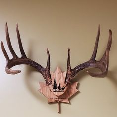 two deer antlers mounted to the side of a wall next to a maple leaf