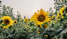 the sunflowers are blooming in the field and it is hard to see