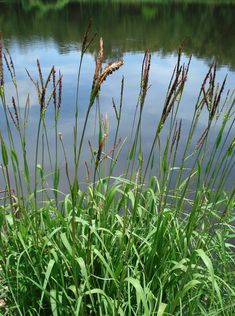 tall grass next to the water with blue sky in background