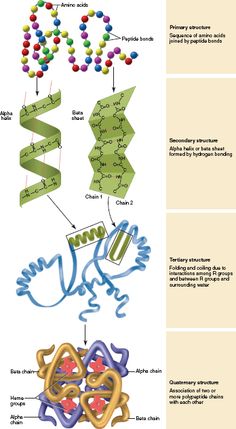 the structure of an animal's body and its functions in it, including photoshopped