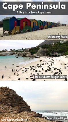 there are many different types of birds on the beach