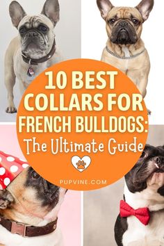 the ultimate guide to best collars for french bulldogs