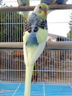 two parakeets perched on top of each other in a birdcage with blue and yellow feathers