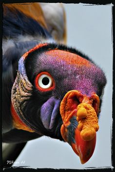 a close up of a bird with an odd look on it's face