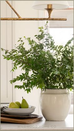 a potted plant sitting on top of a white counter next to plates and bowls